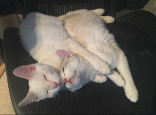 Illustration for article titled I've heard you folks are not averse to pictures of kittens